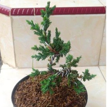Jual tanaman bonsai Cemara buaya +(pot 15cm & media) | Shopee Indonesia