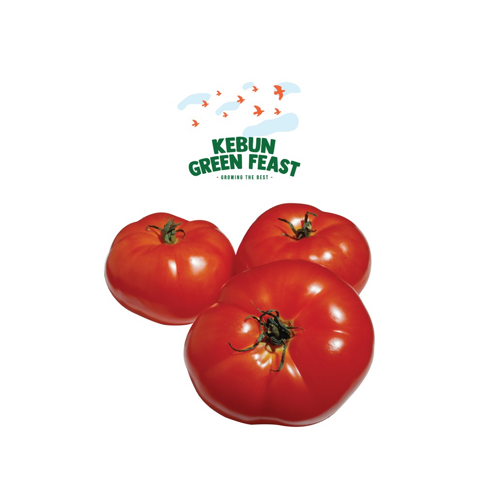 Jual Beef Tomato Hydroponic tomat beef buah Shopee Indonesia