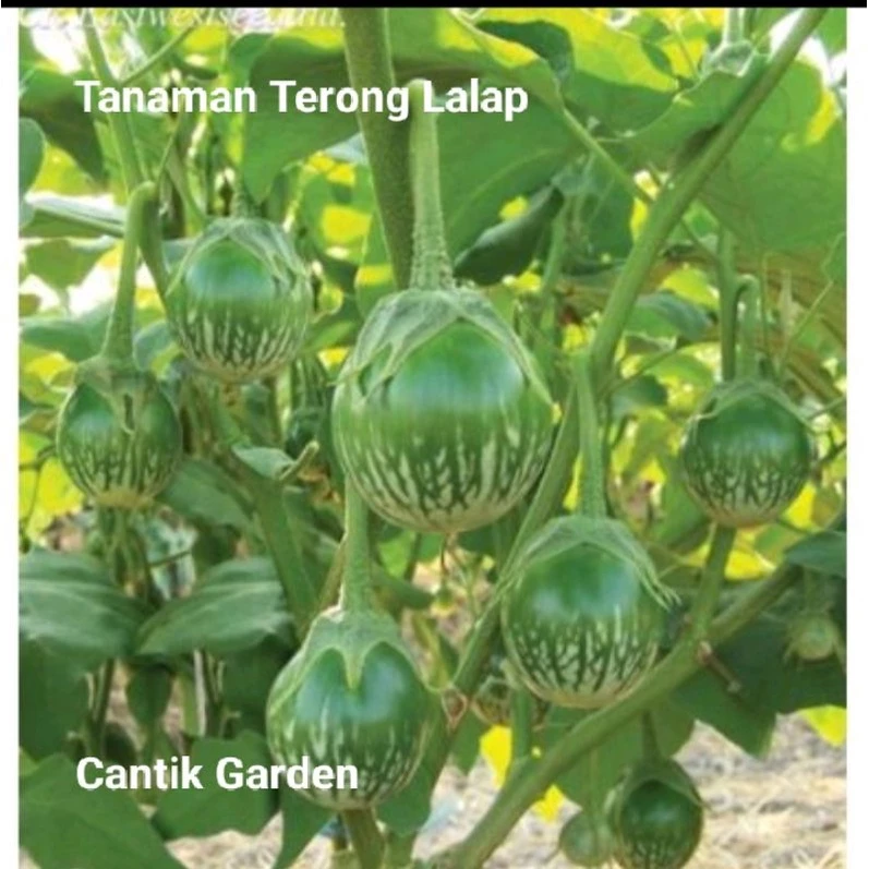 Terong Lalap Ijo 