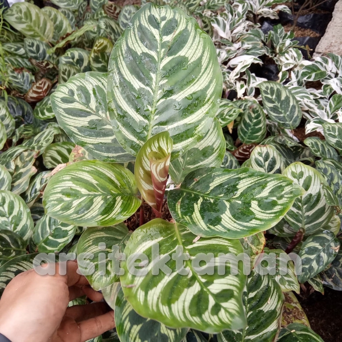 Jual Tanaman Hias Calathea Makoyana Kalatea Makoyana Tanaman Indoor