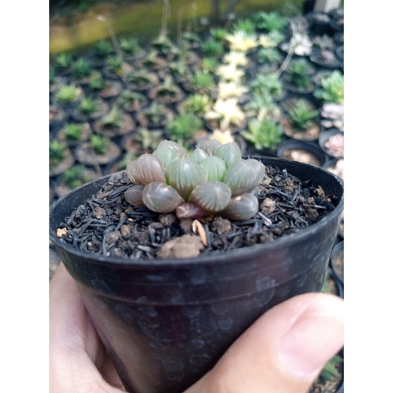 Jual Haworthia Coopery Shopee Indonesia   Ecdcd1dc7eeee94107d65d7322878ab5