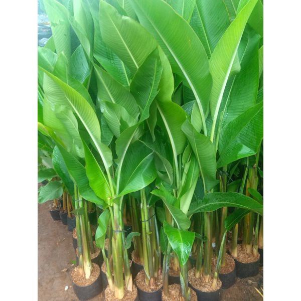 Jual Tanaman Hias Pisang Karibay Cm Pohon Pisang Karibay Cm