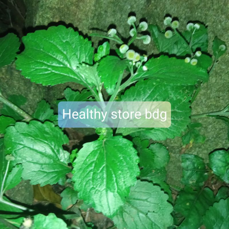 Jual Daun bandot seprah atau jukut meurit segar 100 gram | Shopee Indonesia
