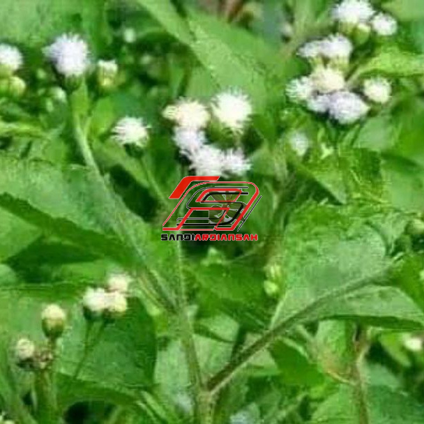 Jual Daun babadotan segar bandotan atau badot paket 1 kg | Shopee Indonesia