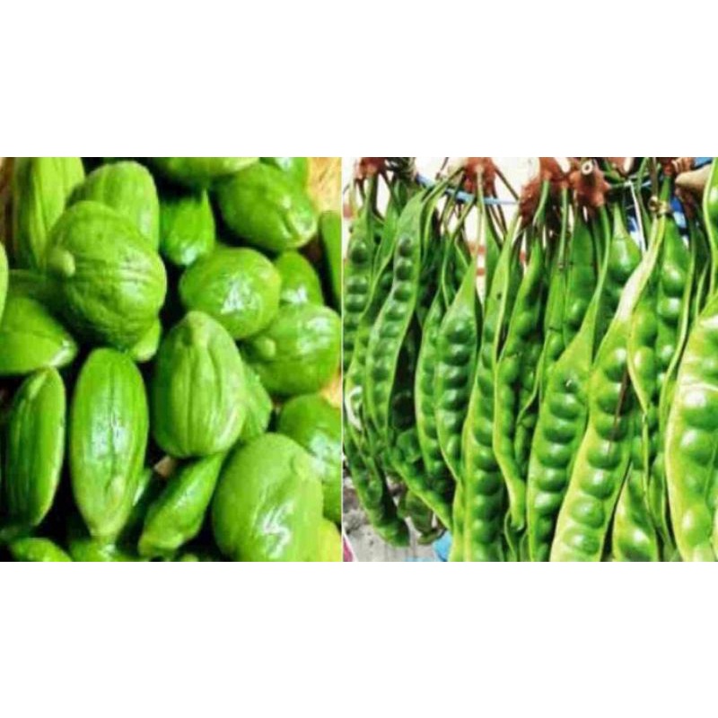 Jual bibit Pete jumbo superunggul | Shopee Indonesia