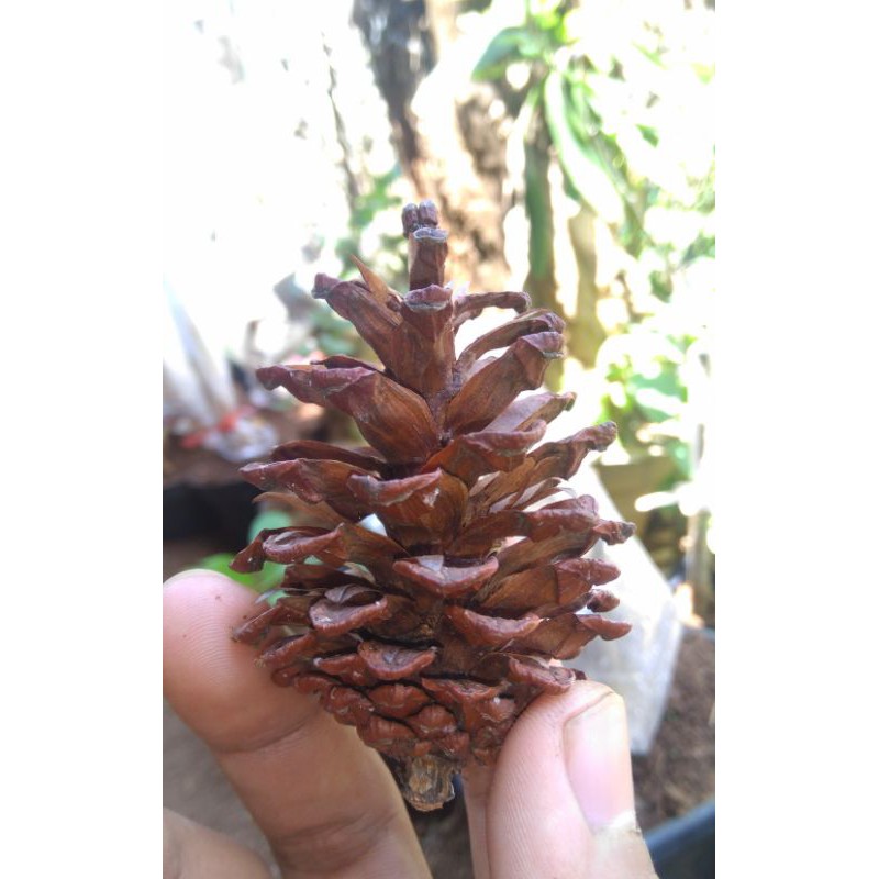 Jual Paket Bunga Pinus Kering (isi 50 pcs) | Shopee Indonesia