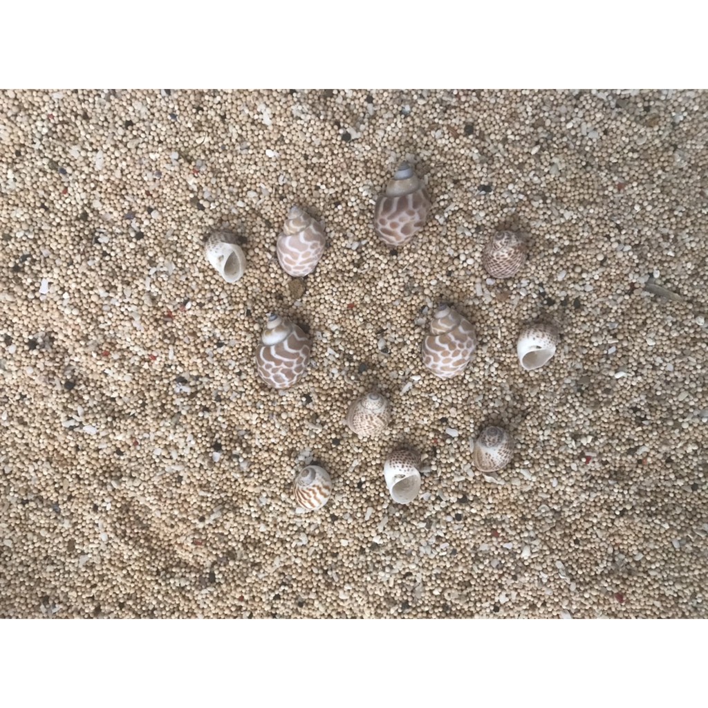 Jual Bahan Kerang (Kerang Macan) | Shopee Indonesia