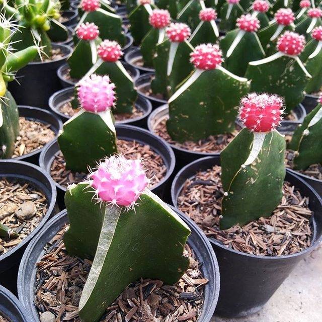 Jual Kaktus hias mini warna pink muda dan pink fanta | Shopee Indonesia