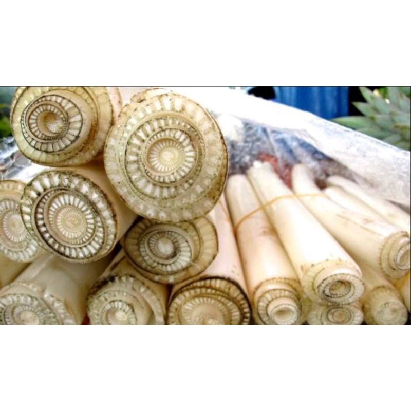 Jual BATANG PISANG | GEDEBOG PISANG SEGAR (1KG) | Shopee Indonesia
