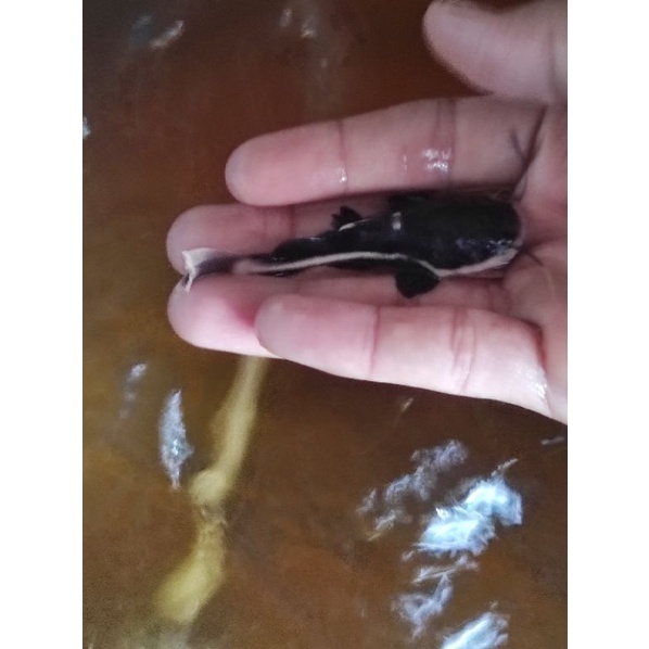 Jual ikan rtc uk 7cm | Shopee Indonesia