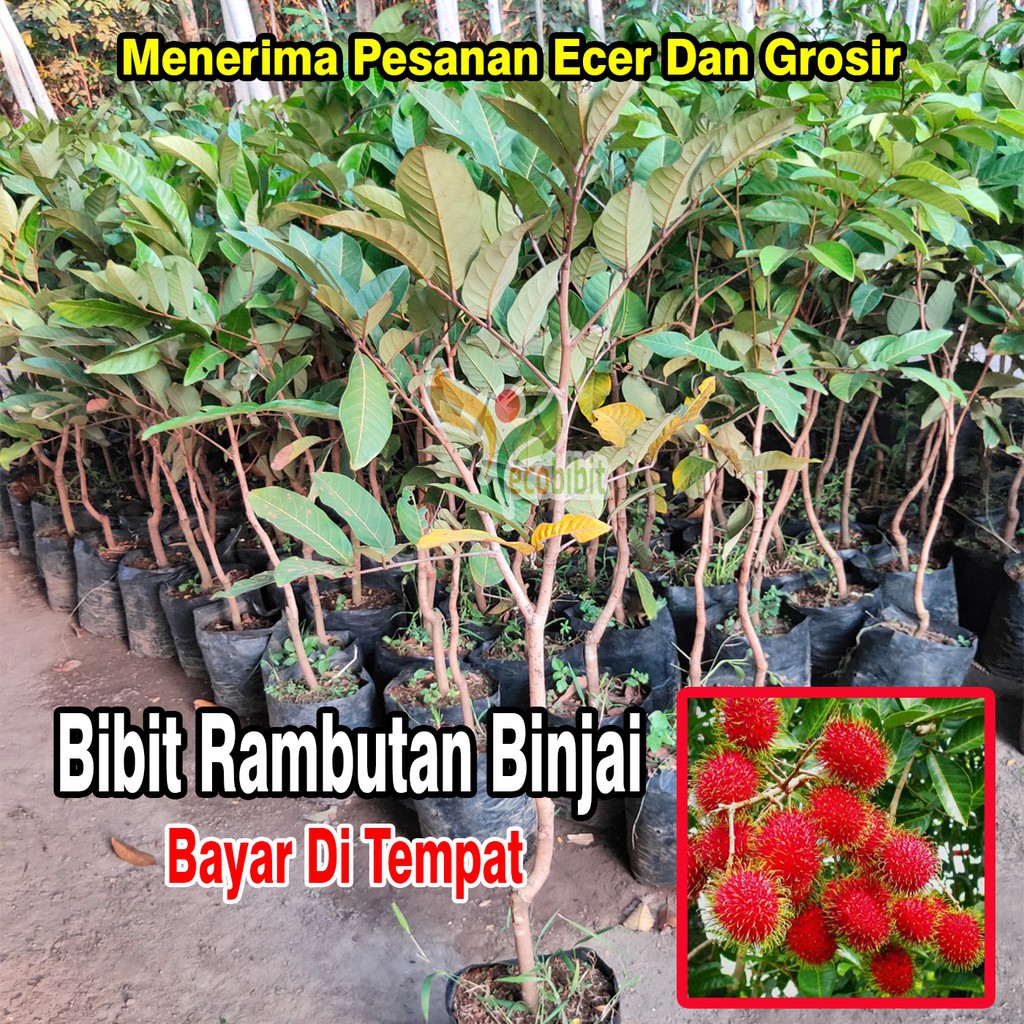 Jual Bibit Pohon Rambutan Binjai | Shopee Indonesia