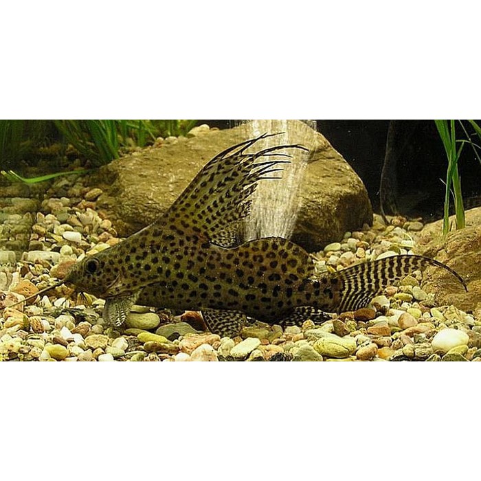 Jual Ikan Sapu Sapu Synodontis Hias Aquascape Algae Eater Lumut Guppy