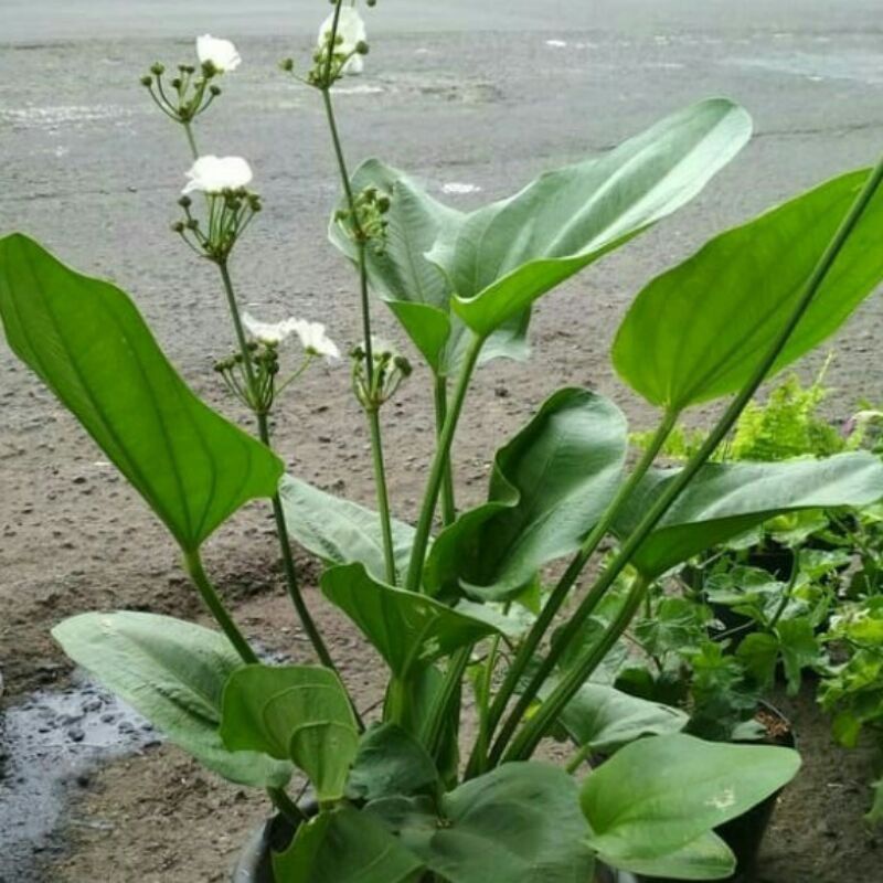 Jual Tanaman Hias Melati Air - Bunga Hias Hidup - Tanaman Air | Shopee ...