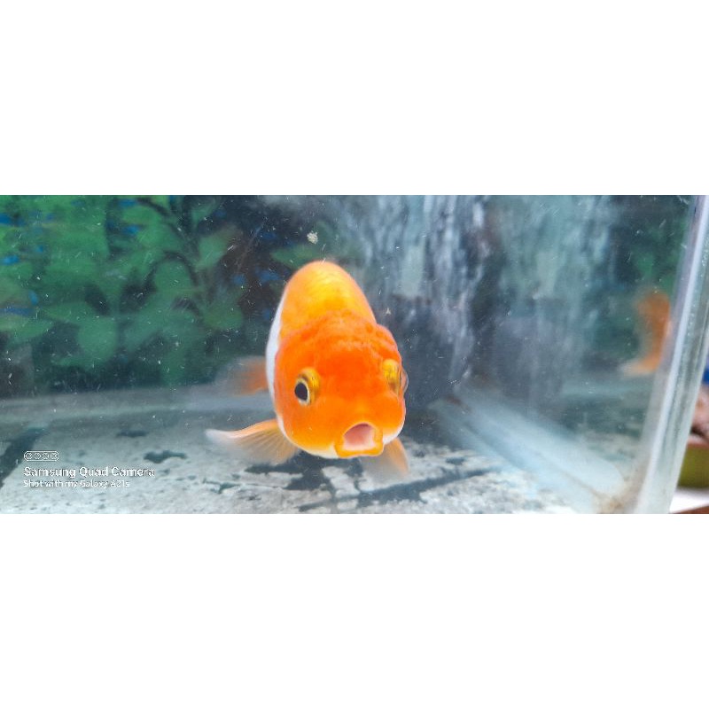 Jual ikan ranchu RW | Shopee Indonesia