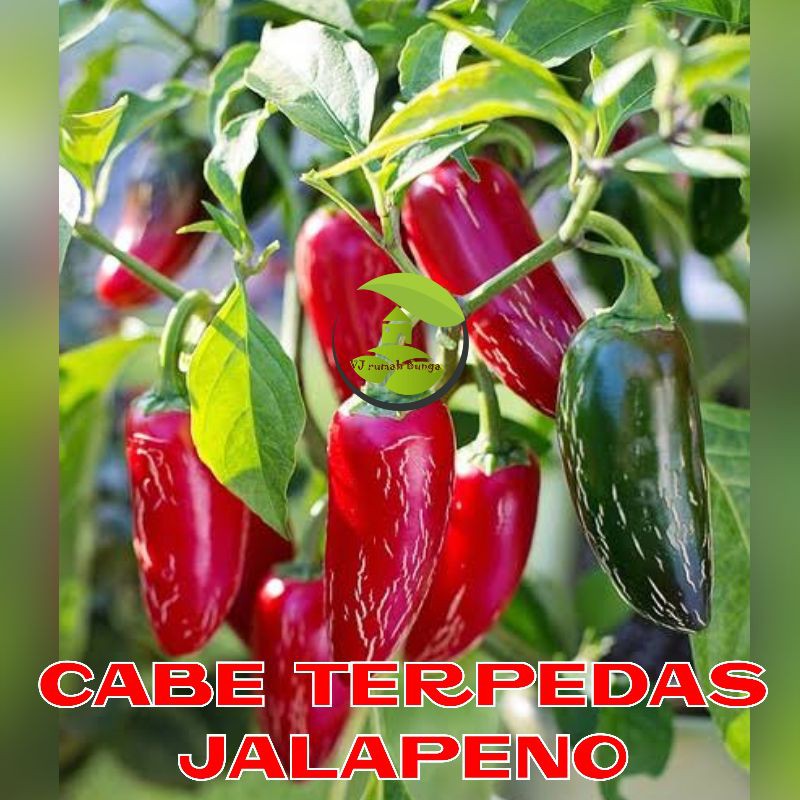 Jual Benih Bibit Cabai Hias Cabe Paprika Cabai Ungu Cabai Jalapeno Cabe ...