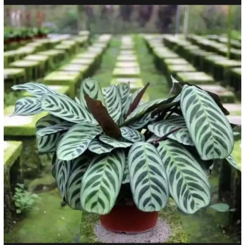 Jual Tanaman hias Calathea sepat /Tanaman calathea | Shopee Indonesia