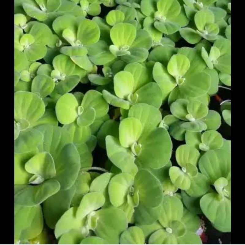 Jual TANAMAN AIR APUNG 20pcs KAYU APU APU KAYAMANG TERATAI AQUASCAFE ...