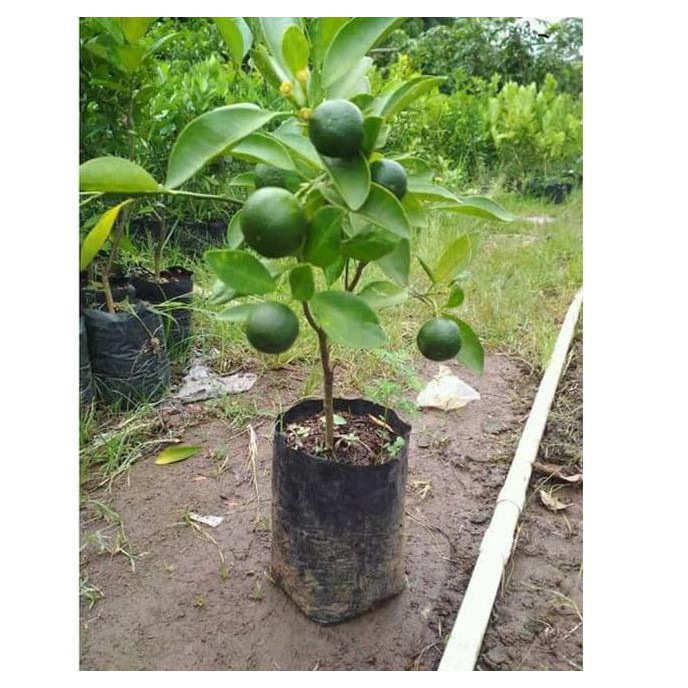 Jual Mdh Bibit Tanaman Buah Jeruk Sunkist Okulasi Sudah Berbuah