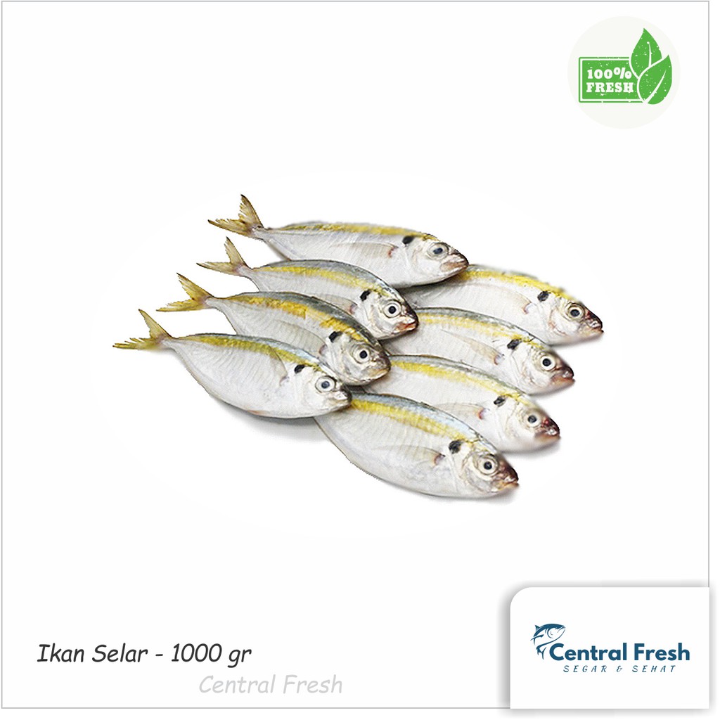 Jual Ikan Selar Fresh Segar - 1000 gram | Shopee Indonesia