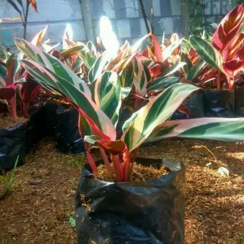 Jual TANAMAN HIAS CALATEA MERANTI BALI/TANAMAN HIAS TRI COLOR/CALATHEA ...