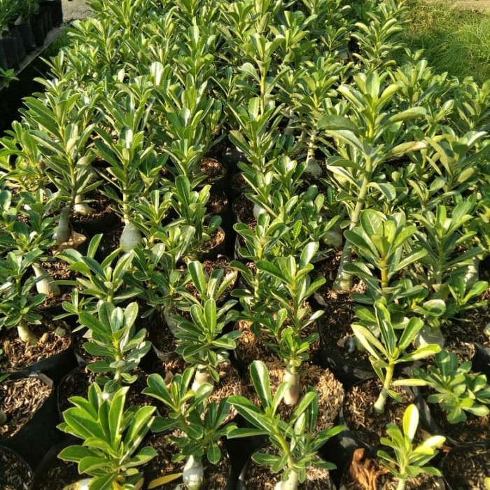 Jual Bibit tanaman hias adenium kamboja jepang bunga tumpuk(KINARI ...