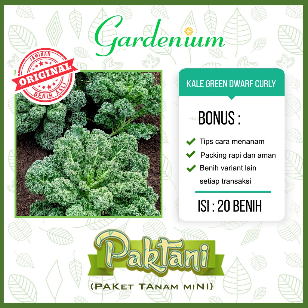 Jual 20 Benih Kale Green Dwarf Curly Import Tanaman Sayur Dataran Rendah Unggul Paktani Shopee