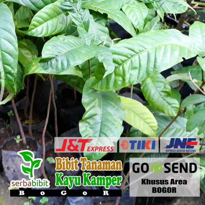 Jual Bibit Pohon Kayu Kamper Cinnamomum Camphora Shopee Indonesia 4815