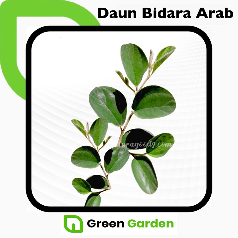 Jual Tanaman Herbal Daun Bidara Arab Pohon Bidara Arab Tanaman Obat