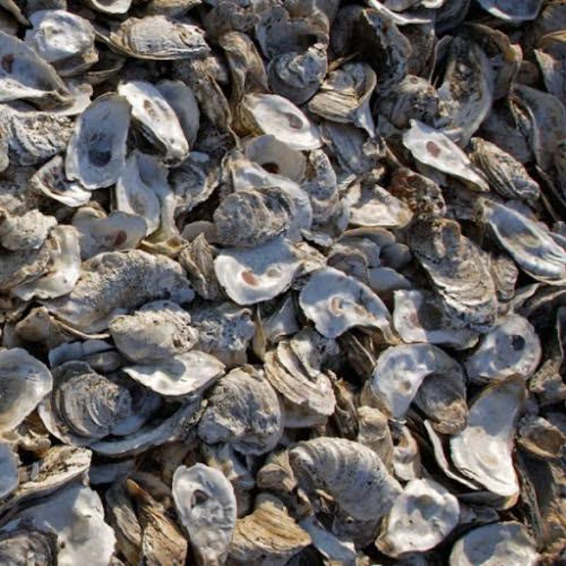 Jual 5kg KULIT KERANG OYSTER~OYSTER SHELL MEDIA FILTER KOLAM~KULIT ...