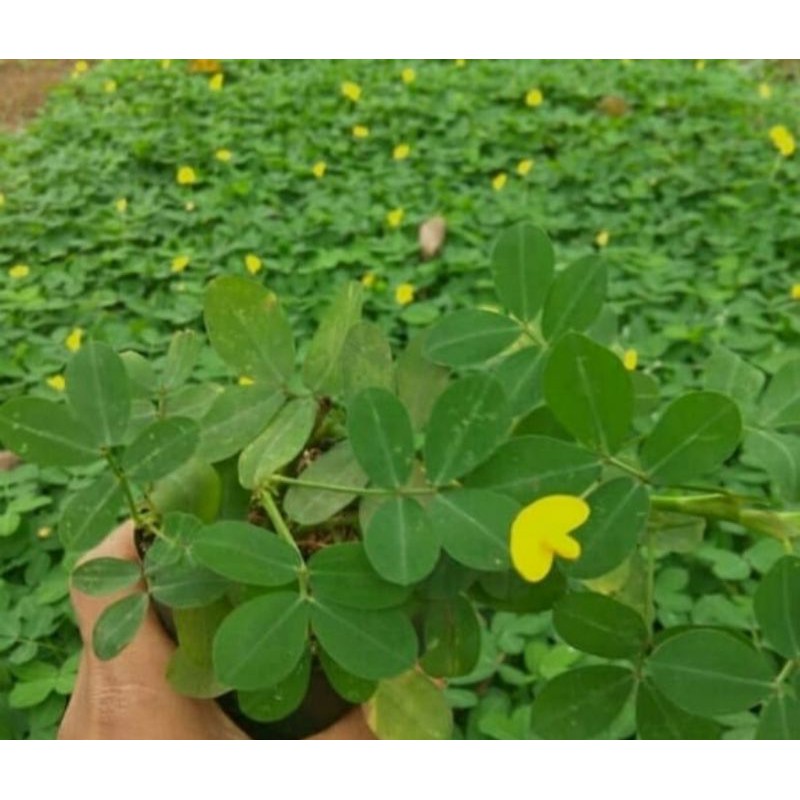 Jual Tanaman Hias Landep Kacang Kacangan/Tanaman Pengganti Rumput ...