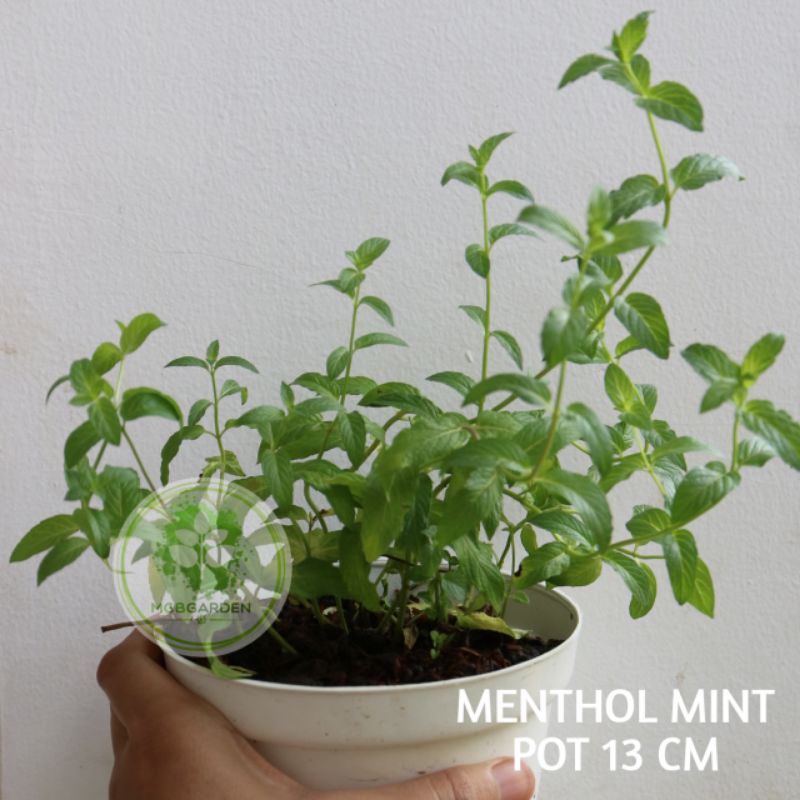 Jual TANAMAN HIDUP MENTHOL MINT DI POT 13 CM | Shopee Indonesia