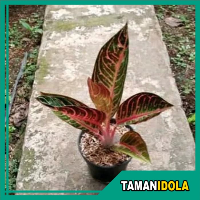 Jual Aglaonema Pride Of Sumatra Ukuran Remaja Shopee Indonesia