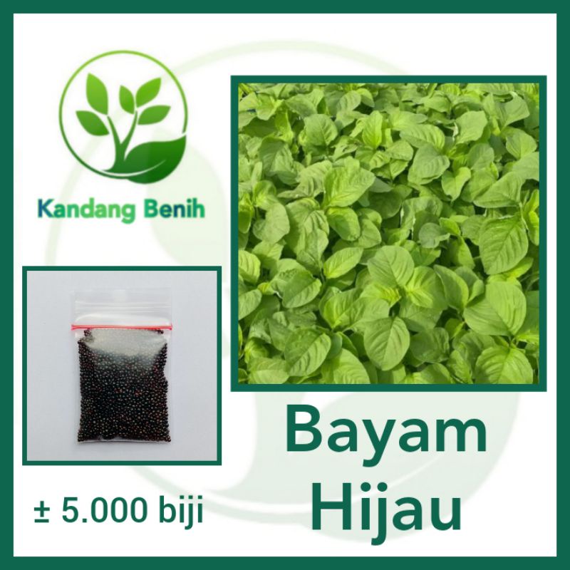 Jual 5000 Biji Benih Bayam Hijau Benua Bibit Tanaman Sayur Sayuran