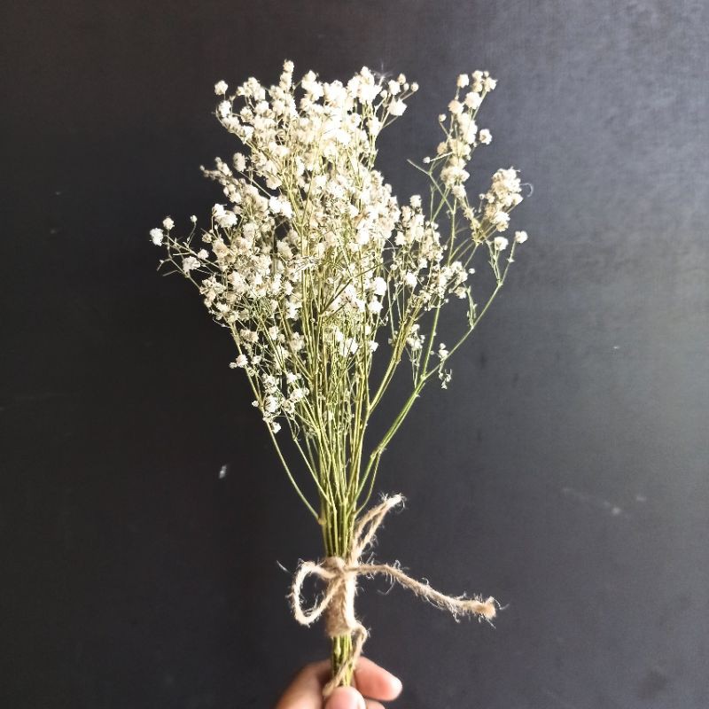 Jual Linea Buket Bunga Baby Breath Minimalis Dried Bouquet Gypshophilla