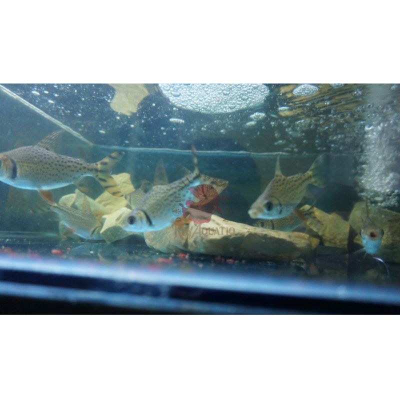 Jual IKAN / RED FEIFENG (RFF) 10 CM - Tankmate Arowana Predator ...