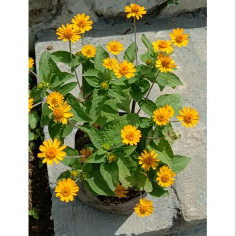Jual Bunga seribu bintang / Tanaman Hias Matahari Mini Butter daisy