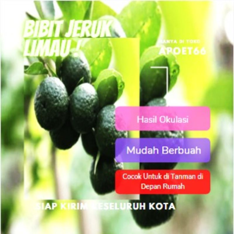 Jual Bibit Pohon Jeruk Limo Tanaman Buah Shopee Indonesia 3894