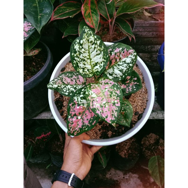 Jual Tri color murah | Shopee Indonesia