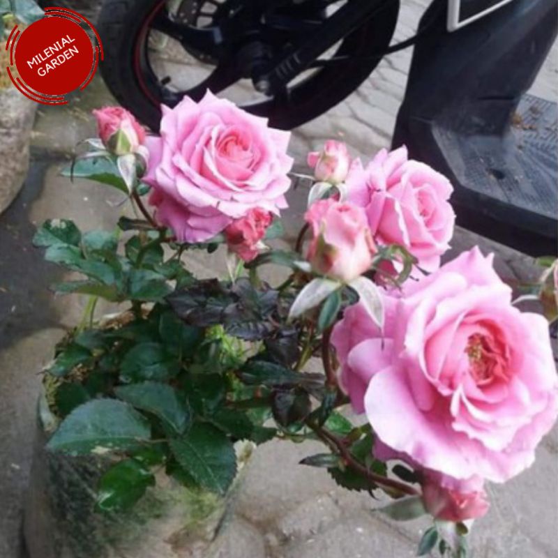 Jual Mawar Pink urep Hybrid tanaman hias outdor | Shopee Indonesia