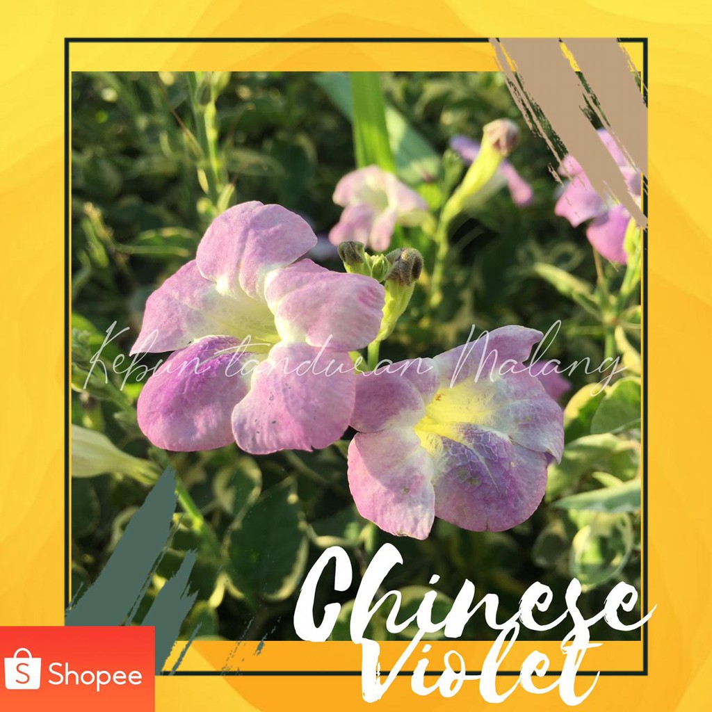 Jual Tanaman Hias Rumput Israel Asystasia Chinese Violet | Shopee Indonesia