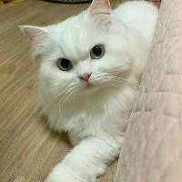 lienherlinafitrianiputri
