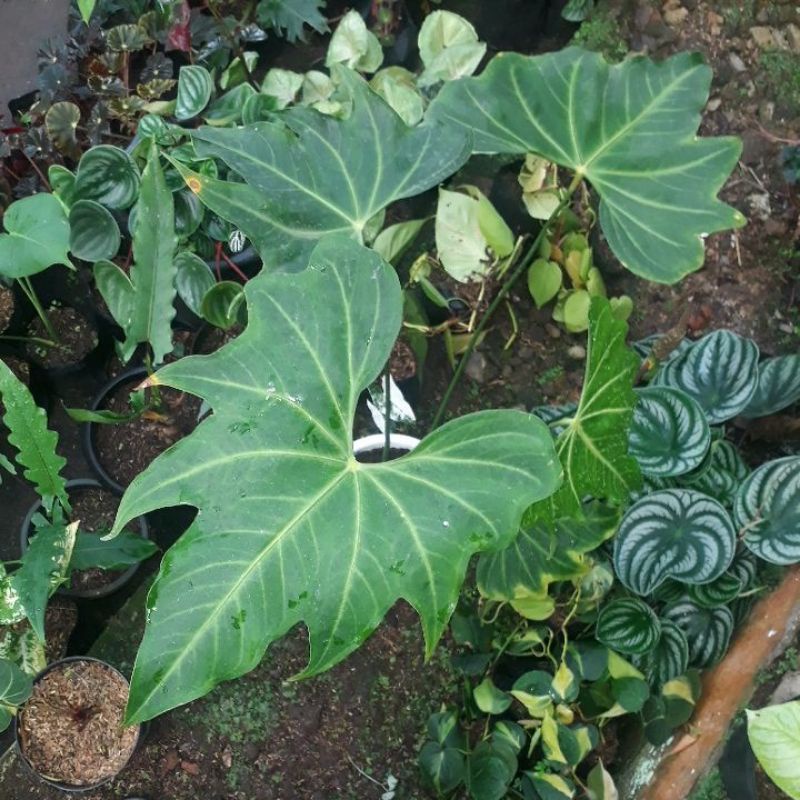 Jual Anthurium Macrolobium Anthurium Hybrid Tanaman Hias | Shopee Indonesia