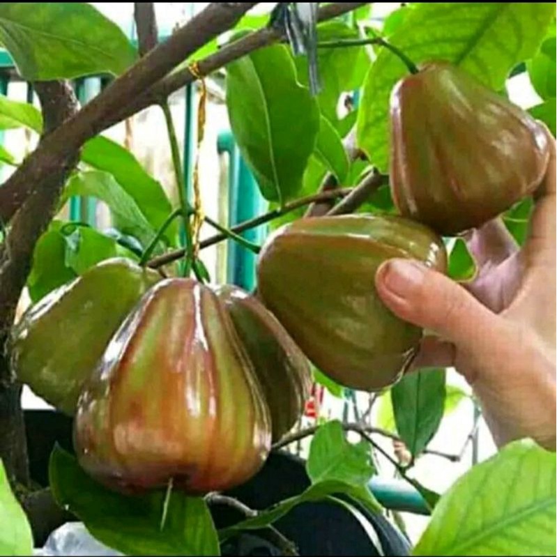 Bibit Jambu Air King Rose, Hasil Okulasi Cepat Berbuah