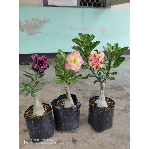 Jual tanaman hias adenium japan/ adenium bunga tumpuk import | Shopee ...