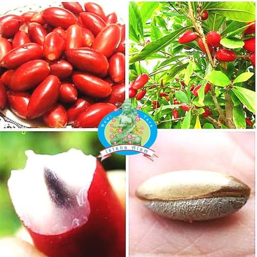 Jual Tanaman Pohon Buah Magic Fruit - Miracle - Buah Ajaib - Bibit ...