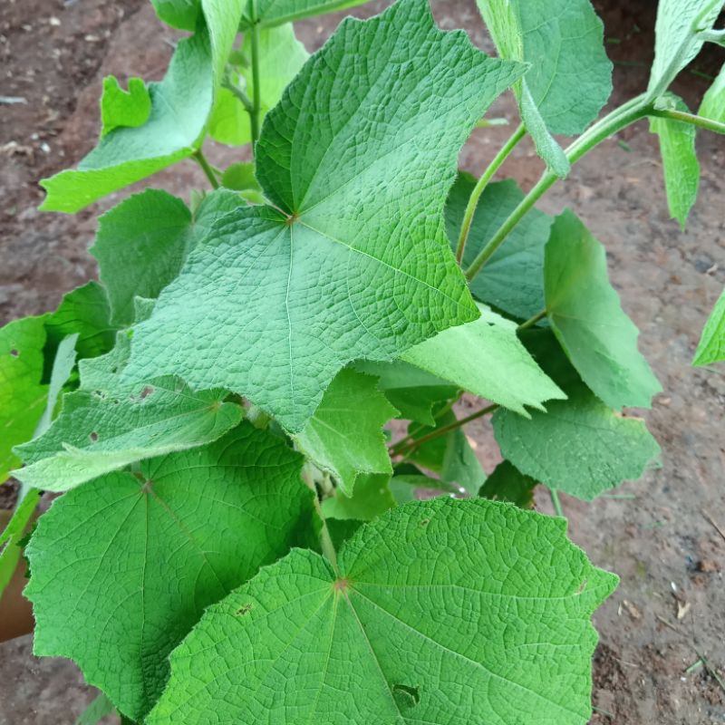Jual Daun pungpulutan/fulutan segar 1kg | Shopee Indonesia
