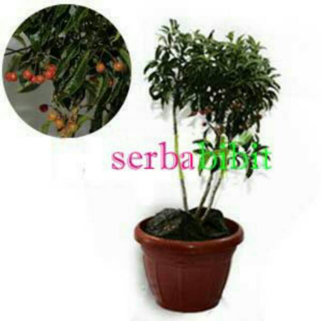 Jual Tanaman Ardisia Mata Pelanduk Shopee Indonesia