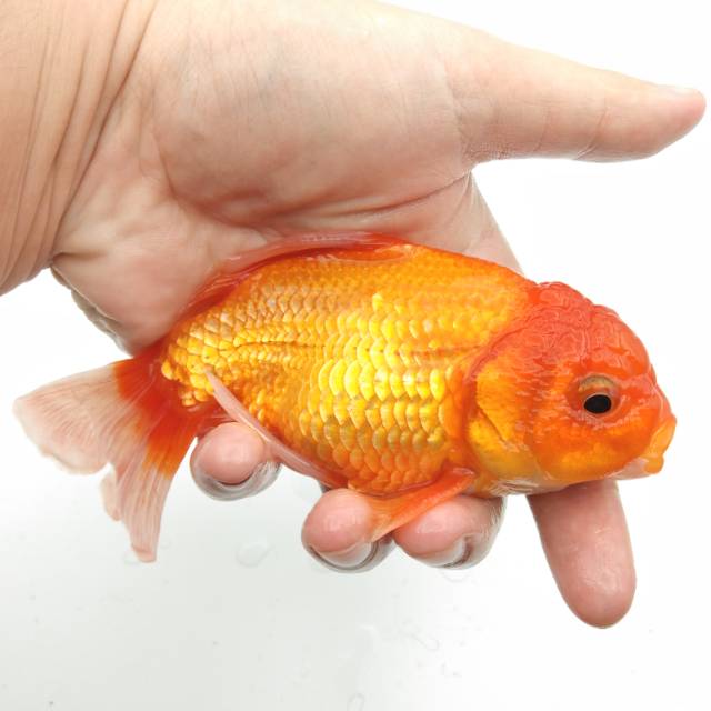 Jual Ikan Mas Koki Oranda Lionhead ORIGINAL | Shopee Indonesia