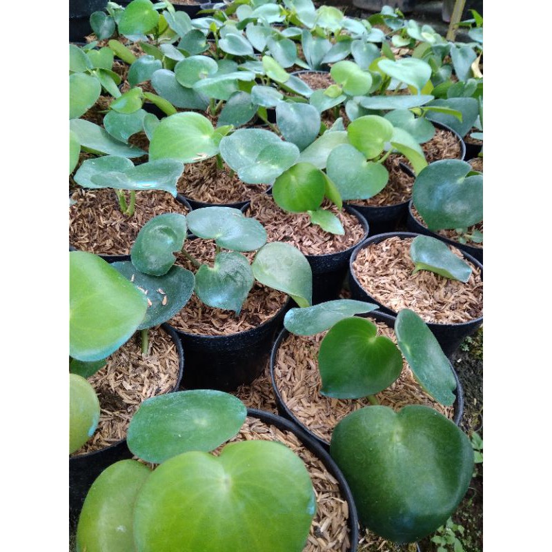 Jual Tanaman Hias Peperomia Raindrop | Shopee Indonesia