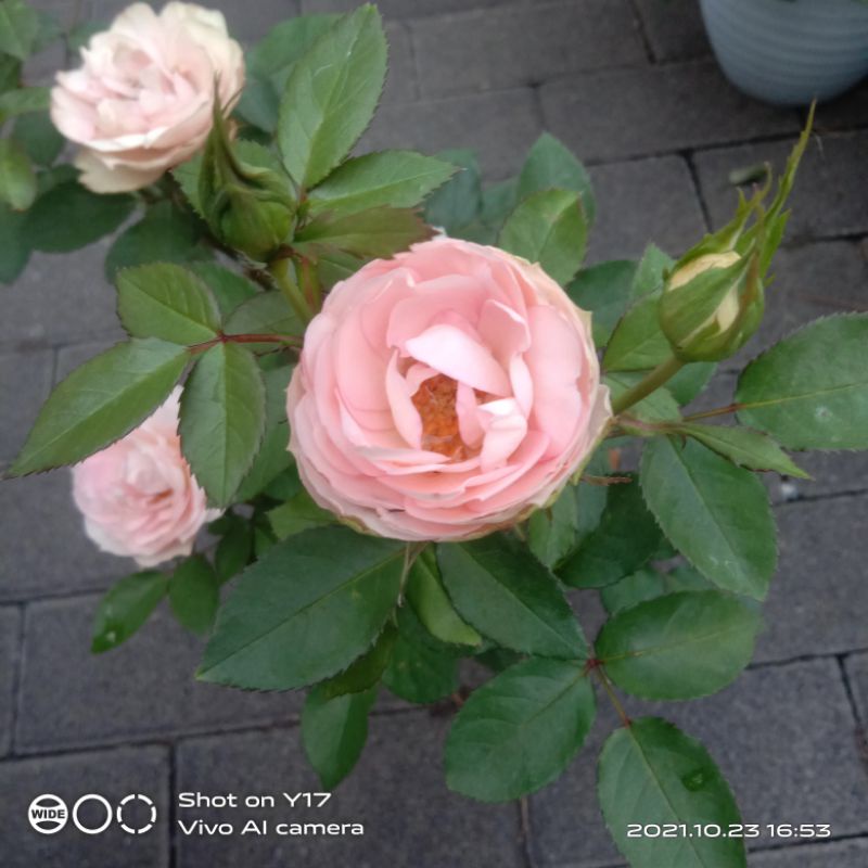 Jual bunga mawar import LOVELY ROCOCO tanaman hias tanaman outdoor ...